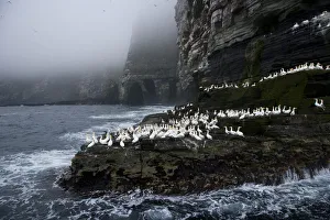 Northern gannets {Morus bassanus} on promontary, Noss Island, Bressay, Shetland Islands Northern gannets {Morus bassanus} on promontary, Noss Island, Bressay, Shetland Islands