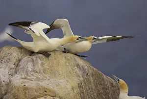 Northern gannets (Morus bassanus) on rock squabbling, Saltee Islands, Ireland, June 2009 Northern gannets (Morus bassanus) on rock squabbling, Saltee Islands, Ireland, June 2009