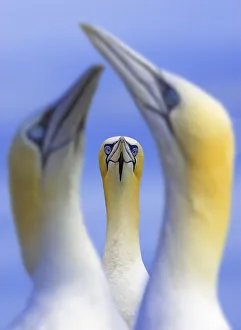 Northern gannets (Morus / Sula bassanus) portrait of individual with a courting pair in foreground Northern gannets (Morus / Sula bassanus) portrait of individual with a courting pair in foreground