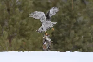 Northern goshawk (Accipiter gentilis) flying with squirrel prey, Finland . March Northern goshawk (Accipiter gentilis) flying with squirrel prey, Finland . March