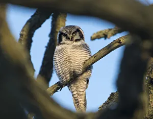 Northern Hawk-Owl (Surnia ulula) seen through branches, southwest Finland, February Northern Hawk-Owl (Surnia ulula) seen through branches, southwest Finland, February