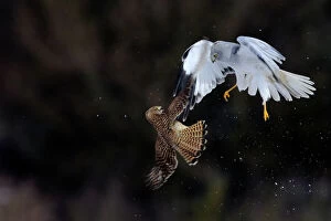 France Collection: Northern / Hen Harrier (Circus cyaneus) and Kestrel (Falco tinnunculus) below, fighting in flight