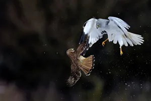 Northern / Hen Harrier (Circus cyaneus) and Kestrel (Falco tinnunculus) below Northern / Hen Harrier (Circus cyaneus) and Kestrel (Falco tinnunculus) below