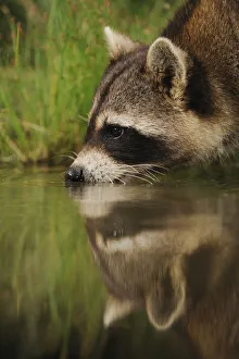 Northern Raccoon (Procyon lotor) drinking from wetland lake with reflections. Fennessey Ranch Northern Raccoon (Procyon lotor) drinking from wetland lake with reflections. Fennessey Ranch