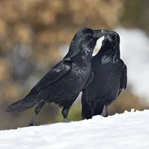 Northern ravens (Corvus corax) interacting in snow, Leon, Spain, February Northern ravens (Corvus corax) interacting in snow, Leon, Spain, February