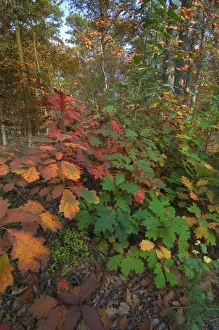 Northern red oak trees {Quercus rubra} leaves changing colour in autumn, Belgium Northern red oak trees {Quercus rubra} leaves changing colour in autumn, Belgium