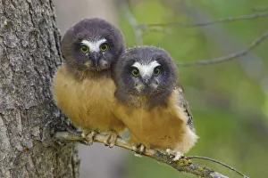 Two Northern Saw-whet Owls (Aegolius acadicus) fledgling chicks, that have recently Two Northern Saw-whet Owls (Aegolius acadicus) fledgling chicks, that have recently