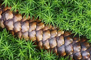 Norway spruce (Picea abies) cone on moss, Brtnicky Hradek, Ceske Svycarsko / Bohemian Norway spruce (Picea abies) cone on moss, Brtnicky Hradek, Ceske Svycarsko / Bohemian