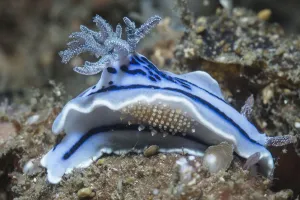 Nudibranch (Chromodoris willani) with a scale worm. Lembeh Strait, North Sulawesi Nudibranch (Chromodoris willani) with a scale worm. Lembeh Strait, North Sulawesi