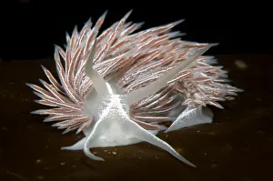 Nudibranch (Flabellina lineata) on seaweed, Saltstraumen, Bod, Norway, October 2008 Nudibranch (Flabellina lineata) on seaweed, Saltstraumen, Bod, Norway, October 2008