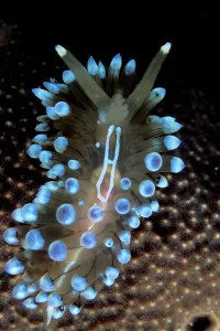 Nudibranch (Janolus cristatus) Vela Luka, Korcula Island, Croatia, Adriatic Sea Nudibranch (Janolus cristatus) Vela Luka, Korcula Island, Croatia, Adriatic Sea