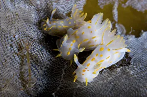 Three Nudibranchs (Polycera quadrilineata) on Kelp encrusted with Sea-mat / Lacy crust Three Nudibranchs (Polycera quadrilineata) on Kelp encrusted with Sea-mat / Lacy crust