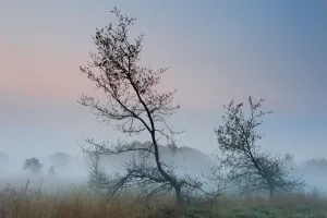 Oak (Quercus robur) at dawn, Klein Schietveld, Brasschaat, Belgium Oak (Quercus robur) at dawn, Klein Schietveld, Brasschaat, Belgium