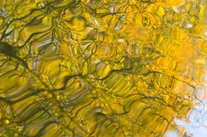 Oak (Quercus robur) and Goat Willow (Salix caprea) leaves reflected in pool to create Oak (Quercus robur) and Goat Willow (Salix caprea) leaves reflected in pool to create