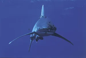 Oceanic whitetip shark {Carcharhinus longimanus} and Pilotfish {Naucrates ductor} Red Sea Oceanic whitetip shark {Carcharhinus longimanus} and Pilotfish {Naucrates ductor} Red Sea
