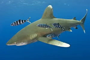 Oceanic whitetip shark (Carcharhinus longimanus) with Pilot fish (Naucrates ductor) Oceanic whitetip shark (Carcharhinus longimanus) with Pilot fish (Naucrates ductor)