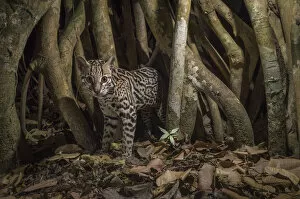 Images Dated 21st February 2016: Ocelot (Leopardus pardalis) camera trap image, Nicoya Peninsula, Costa Rica