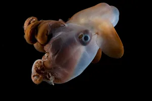 Octopod {Grimpoteuthis discoveryi} Mid-Atlantic Ridge, North Atlantic Ocean Octopod {Grimpoteuthis discoveryi} Mid-Atlantic Ridge, North Atlantic Ocean