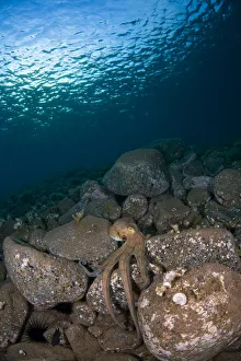 Octopus on rocks, Deserta Grande, Desertas Islands, Madeira, Portugal, August 2009 Octopus on rocks, Deserta Grande, Desertas Islands, Madeira, Portugal, August 2009