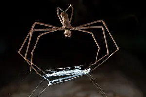 Ogre faced / Net-casting spider {Deinopis sp} with web held between legs that it Ogre faced / Net-casting spider {Deinopis sp} with web held between legs that it