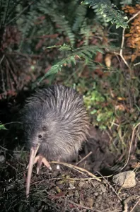 Okarito Brown Kiwi (Apteryx rowi) male known as 'Scooter' patrolling his territory Okarito Brown Kiwi (Apteryx rowi) male known as 'Scooter' patrolling his territory