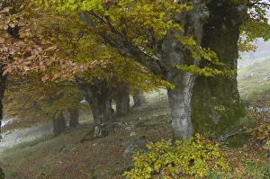 Old beech trees (Fagus sp) in autumn, Piatra Craiului NP, Transylvania, Southern Old beech trees (Fagus sp) in autumn, Piatra Craiului NP, Transylvania, Southern