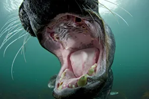 Old male Grey seal (Halichoerus grypus) with mouth wide open showing worn teeth, Lundy Island Old male Grey seal (Halichoerus grypus) with mouth wide open showing worn teeth, Lundy Island