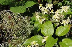 Old mans beard / Travellers joy {Clematis vitalba} growing in hedgerow showing Old mans beard / Travellers joy {Clematis vitalba} growing in hedgerow showing