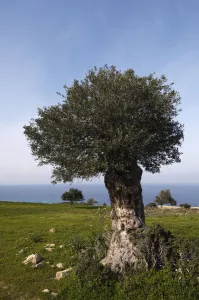 An old Olive tree (Olea europaea) Akamas Peninsula, Cyprus, May 2009 An old Olive tree (Olea europaea) Akamas Peninsula, Cyprus, May 2009