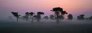 Old pine trees at sunrise in mist {Pinus silvestris} Belgium Old pine trees at sunrise in mist {Pinus silvestris} Belgium