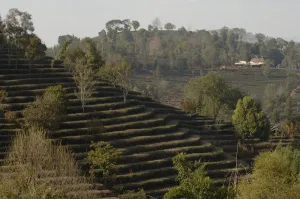 Old tea terraces with scattered shade trees. Near Kunming, Yunnan, China. January 2007 Old tea terraces with scattered shade trees. Near Kunming, Yunnan, China. January 2007