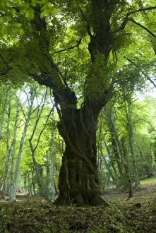 Old tree, Foresta Umbra, Gargano National Park, Gargano Peninsula, Apulia, Italy Old tree, Foresta Umbra, Gargano National Park, Gargano Peninsula, Apulia, Italy