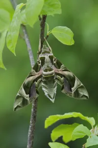 Oleander Hawkmoth (Daphnis nerii) resting, Southern Sicily, Italy. March Oleander Hawkmoth (Daphnis nerii) resting, Southern Sicily, Italy. March