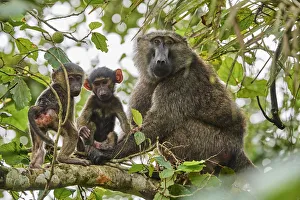 Olive baboon (Papio hamadryas anubis) mother with babies in a tree Olive baboon (Papio hamadryas anubis) mother with babies in a tree