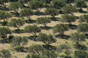Olive trees (Olea europea) in dry landscape, Palekastro, Crete, Greece, April 2009 Olive trees (Olea europea) in dry landscape, Palekastro, Crete, Greece, April 2009