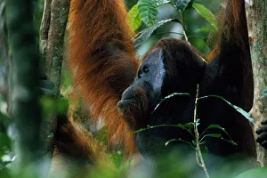 Orang utan male {Ponga pygmaeus} Gunung Palung NP, Borneo, Indonesia, Endangered, Wild Orang utan male {Ponga pygmaeus} Gunung Palung NP, Borneo, Indonesia, Endangered, Wild