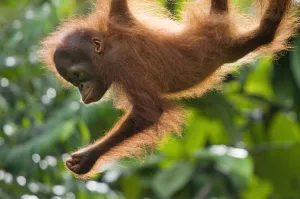 Orang utan (Pongo pygmaeus) baby climbing in trees, Semengoh Nature reserve, Sarawak Orang utan (Pongo pygmaeus) baby climbing in trees, Semengoh Nature reserve, Sarawak