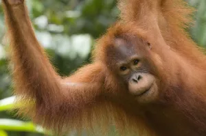 Orang utan (Pongo pygmaeus) portrait, Semengoh Nature reserve, Sarawak, Borneo, Malaysia Orang utan (Pongo pygmaeus) portrait, Semengoh Nature reserve, Sarawak, Borneo, Malaysia