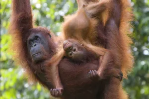 Orang utan (Pongo pygmaeus) portrait of mother and baby, Semengoh Nature reserve Orang utan (Pongo pygmaeus) portrait of mother and baby, Semengoh Nature reserve