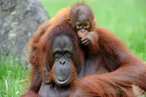 Orang utan (Pongo pygmaeus pygmaeus) portrait of mother with baby, occurs in Borneo Orang utan (Pongo pygmaeus pygmaeus) portrait of mother with baby, occurs in Borneo
