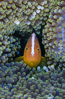 Orange anemonefish (Amphiprion sandaracinos) in its host Mertens carpet sea anemone Orange anemonefish (Amphiprion sandaracinos) in its host Mertens carpet sea anemone