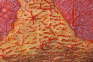 Orange sieve encrusting sponge (Diplastrella sp.) and Red encrusting sponge Orange sieve encrusting sponge (Diplastrella sp.) and Red encrusting sponge