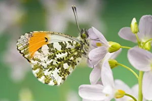 Orange Tip (Anthocaris cardamines) Male at rest on Cuckoo flower / Ladys smock Orange Tip (Anthocaris cardamines) Male at rest on Cuckoo flower / Ladys smock