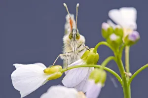Orange Tip butterfly {Anthocharis cardamines} male resting on Cuckooflower {Cardamine pratensis} Orange Tip butterfly {Anthocharis cardamines} male resting on Cuckooflower {Cardamine pratensis}