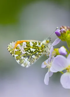 Orange-tip butterfly (Anthocharis cardamines), male on Cuckooflower (Cardamine pratensis) Orange-tip butterfly (Anthocharis cardamines), male on Cuckooflower (Cardamine pratensis)