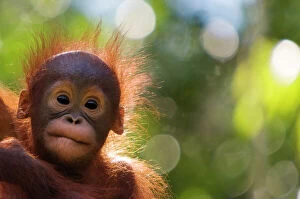 Close Up Collection: Orangutan baby (Pongo pygmaeus) head portrait of baby, Semengoh Nature reserve, Sarawak, Borneo