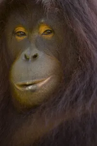 Orangutan {Pong pygmaeus} portrait, Sungai Kinabatangan, Sabah, Borneo, Malaysia Orangutan {Pong pygmaeus} portrait, Sungai Kinabatangan, Sabah, Borneo, Malaysia