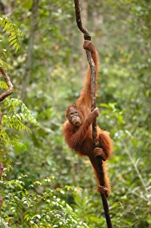 Orangutan {Pongo pygmaeus} adult climbing vine, Rehabilitation sanctuary, Tanjung Orangutan {Pongo pygmaeus} adult climbing vine, Rehabilitation sanctuary, Tanjung