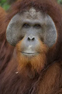 Orangutan (Pongo pygmaeus) adult male, Nyaru Menteng Orangutan Reintroduction Project Orangutan (Pongo pygmaeus) adult male, Nyaru Menteng Orangutan Reintroduction Project
