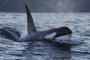 Orca / Killer whale (Orcinus orca) surfacing, Senja, Troms County, Norway, Scandinavia Orca / Killer whale (Orcinus orca) surfacing, Senja, Troms County, Norway, Scandinavia